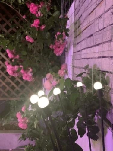 Customer photo review of Solar Powered Firefly Lights- BUY 3 FREE SHIPPING