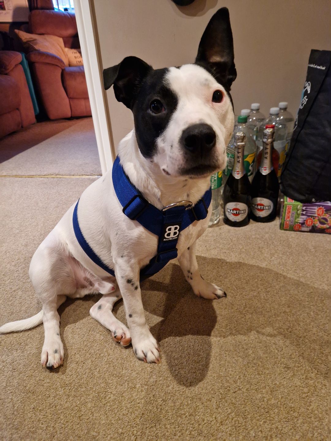 Customer photo review of TRI-Harness® | Anti-Pull, Adjustable & Durable - Dog Trainers Choice -  Blue v2.0