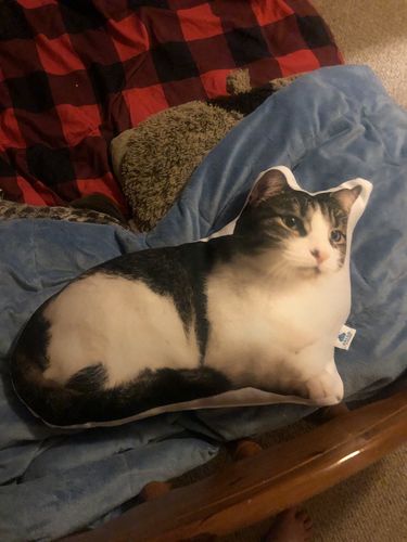 Customer photo review of Create A Custom Animal Pillow