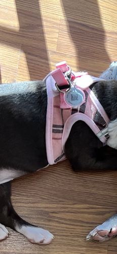 Customer photo review of Pink