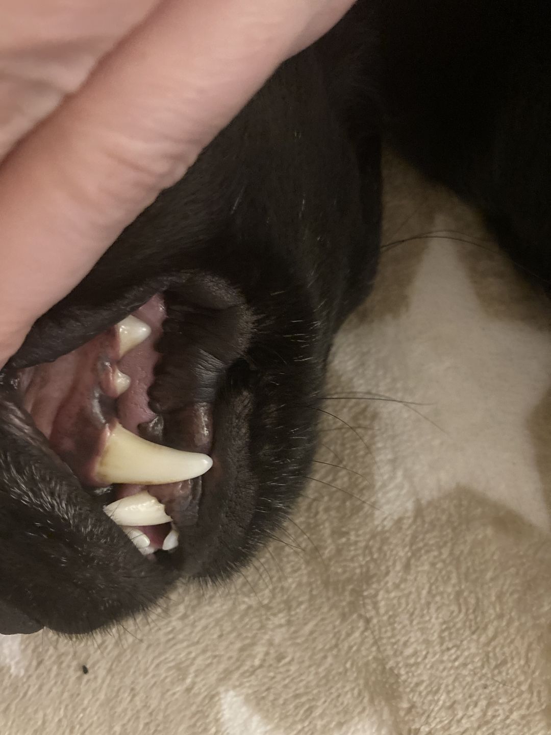 Customer photo review of Dentalmix für Hunde zur Zahnpflege und für frischen Atem