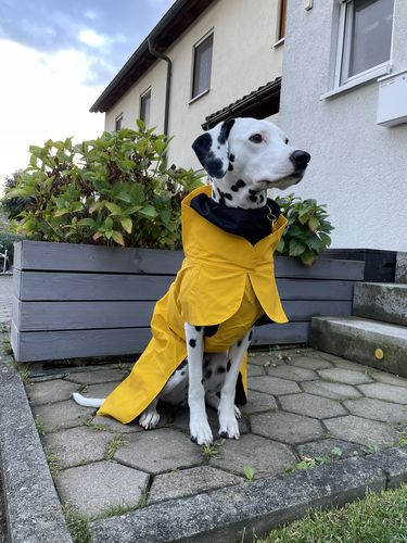 Customer photo review of Visibility Raincoat Lite Yellow for Dogs