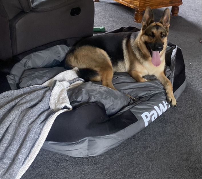 Customer photo review of PaWz waterproof heavy-duty bed