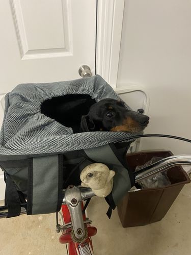 Customer photo review of All In One Pet Carrier Bag | Dog Bike Basket | Backpack for Dogs & Cats | Car Booster Seat