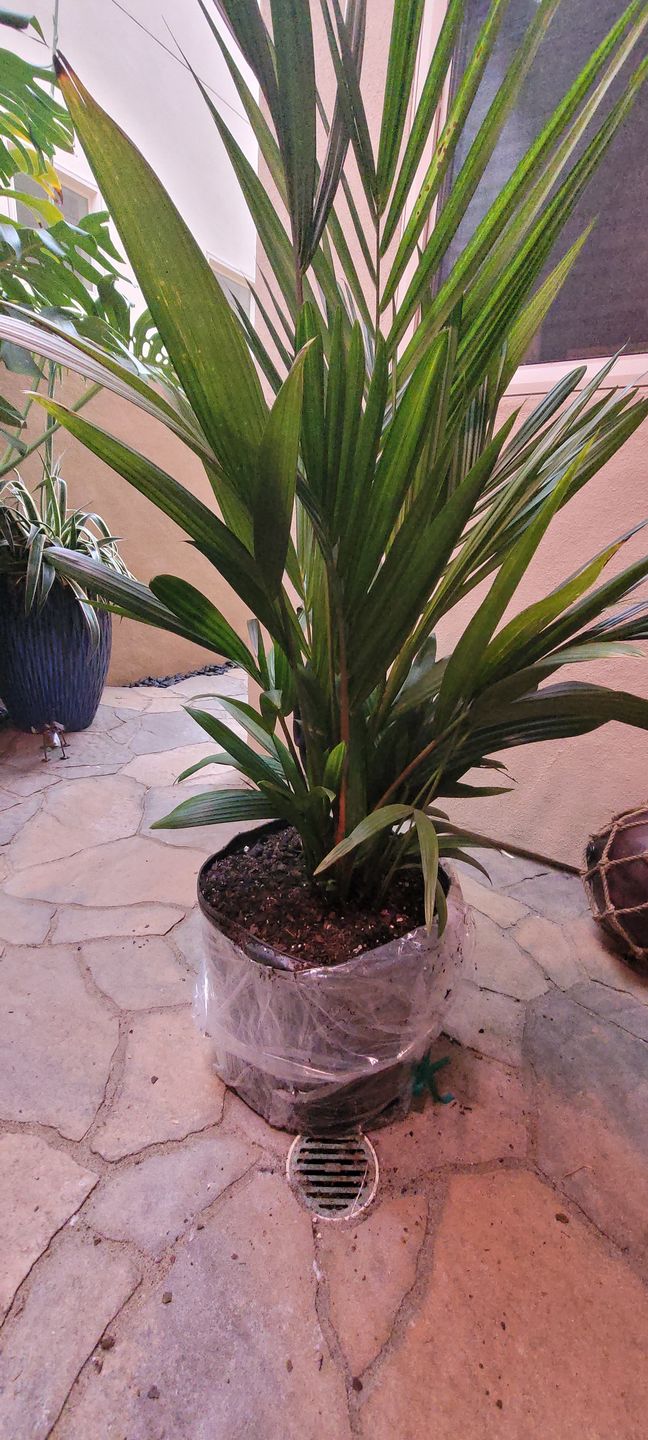 Customer photo review of Lipstick Palm Red Sealing Wax Palm, Exotic and Rare