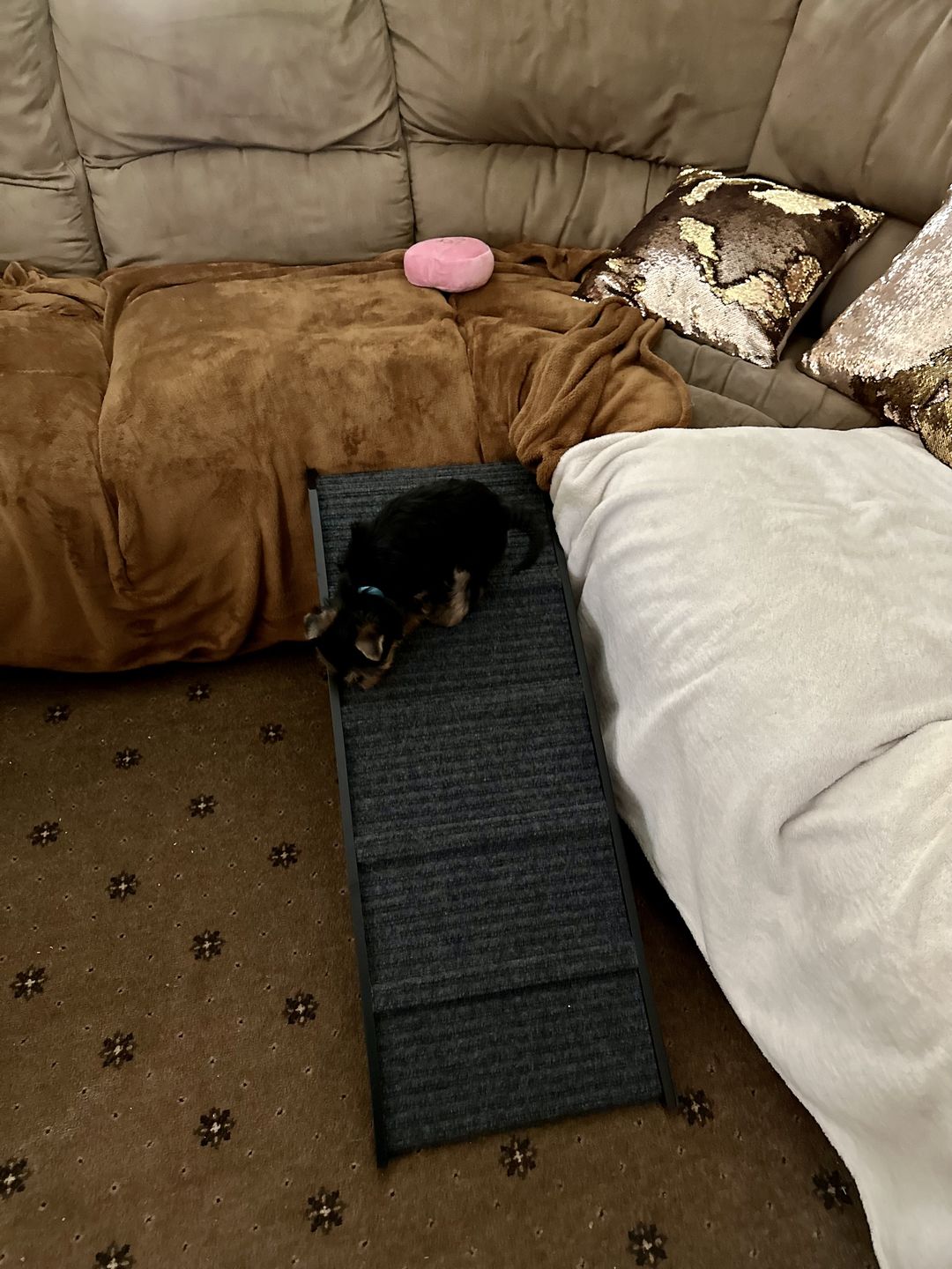 Customer photo review of PaWz Adjustable Dog Ramp