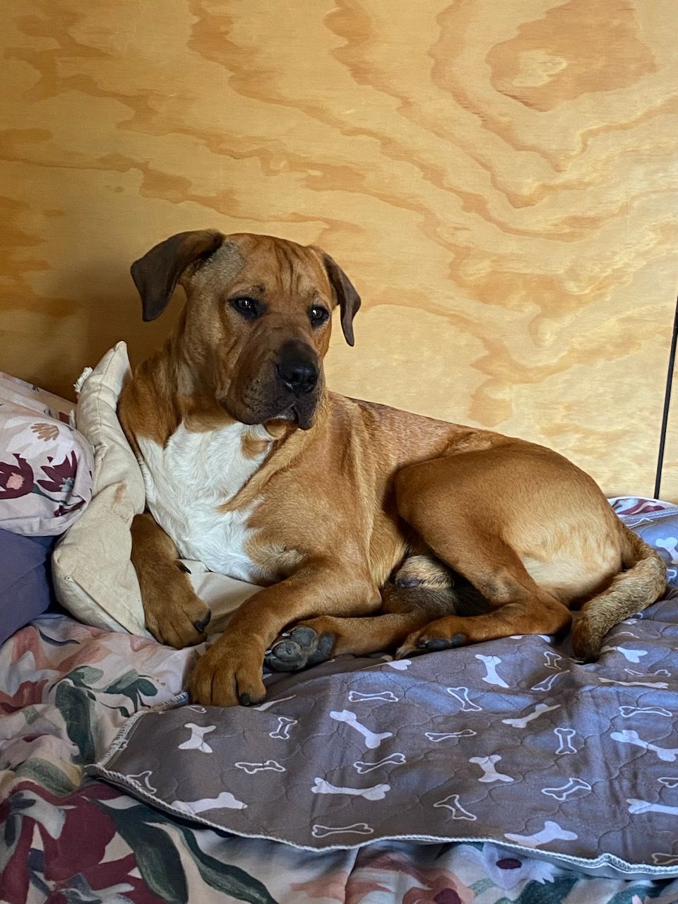 Customer photo review of Reusable Dog/Puppy Training Pee Pads