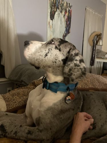 Customer photo review of Explorer Silicone