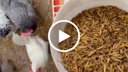 Customer video review of BlackTasty™ Getrocknete Soldatenfliegenlarven