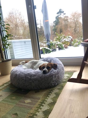 Customer photo review of Puppery Hundebett Wolke 7 - Das Original