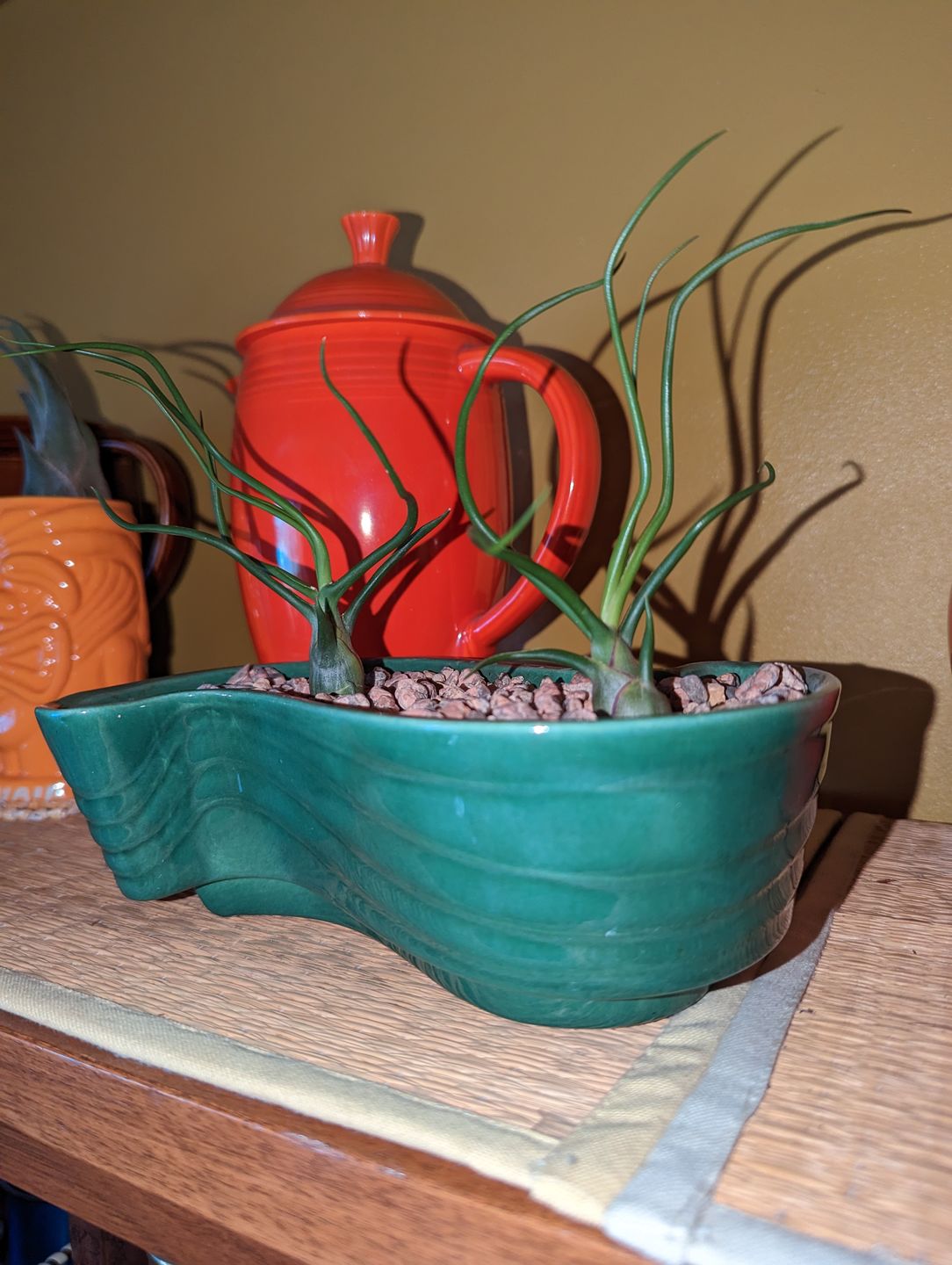 Customer photo review of Bulbosa