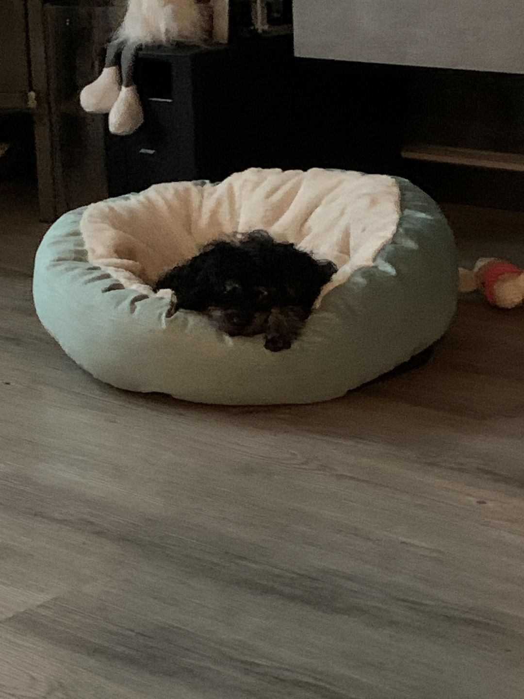 Customer photo review of *Neu*Emmalove - Kuschelhöhle für Hunde