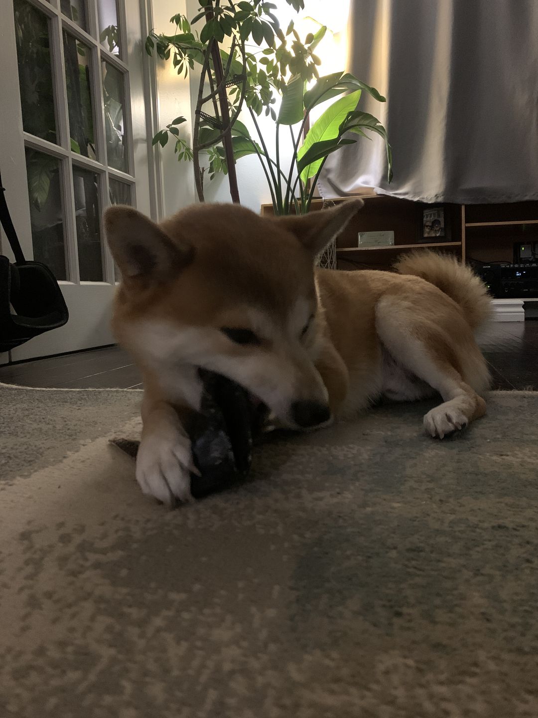 Customer photo review of Cow Hooves