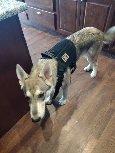 Customer photo review of 10-In-1 Tactical K9 Harness System - Full Set Dog Harness Bundle (Includes: Tactical No-Pull Dog Harness + Bungee Leash + Collar + MOLLE Pouches + First Aid Kit + 12 Hook & Loop Patches + Dog Goggles + Safety Belt + Travel Water Bowl + Dog Waste Bags)