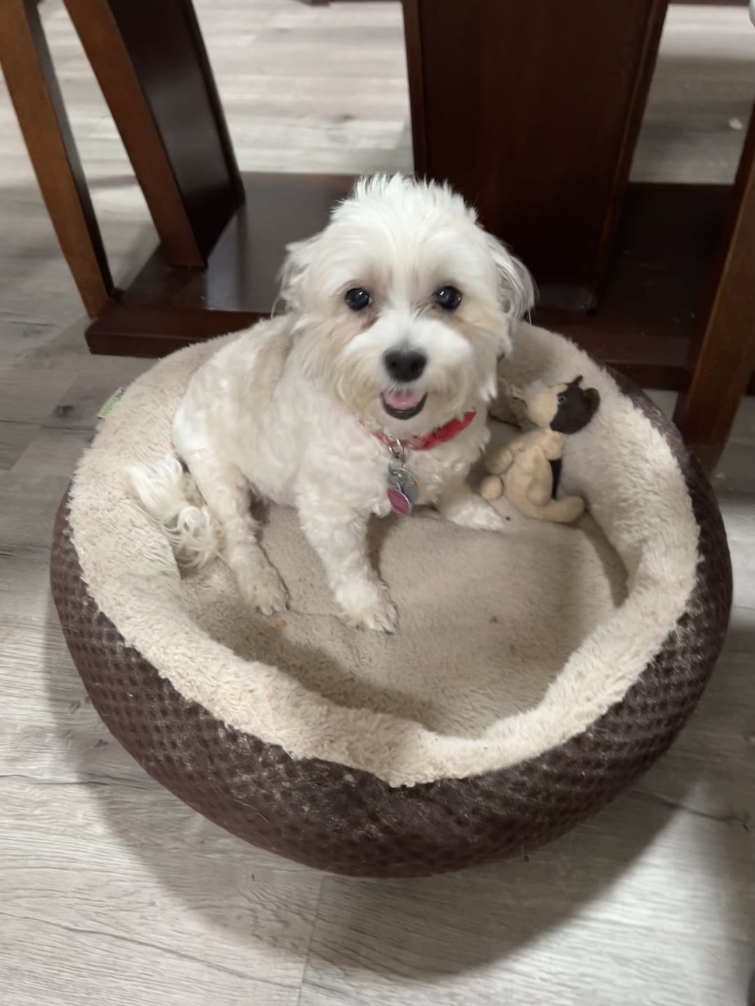 Customer photo review of Royal Canin Veterinary Diet - Hepatic Canned Dog Food