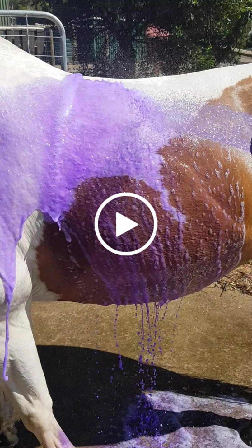 Customer video review of The New Ponyjet Hot Shower™