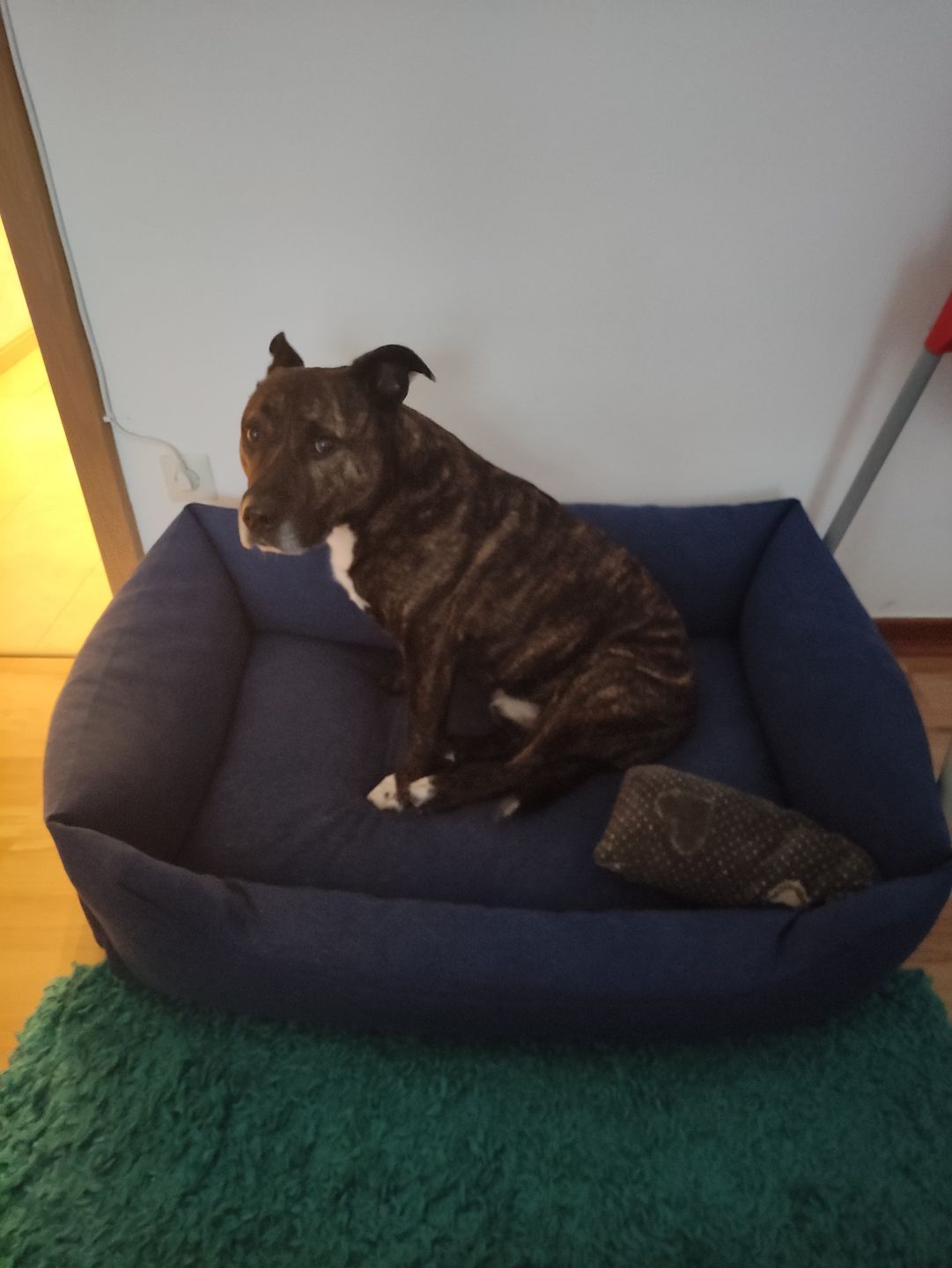 Customer photo review of Persönliche Gravur - Orthopädische Hunde Couch