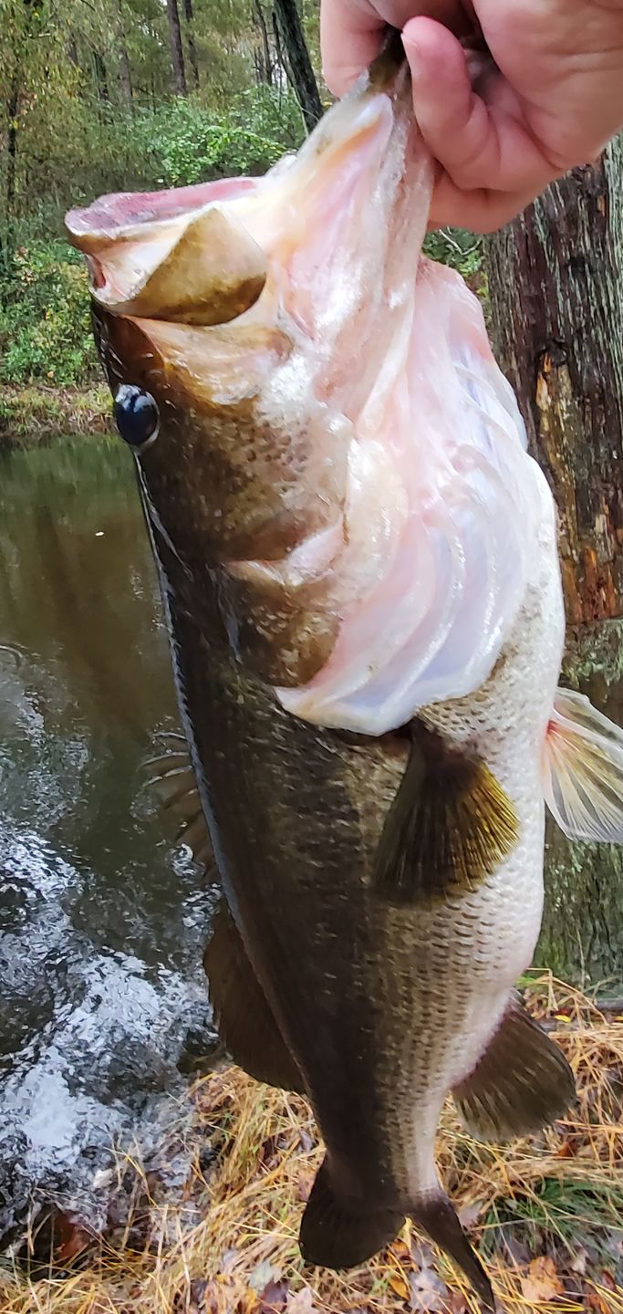 Customer photo review of Firestorm - Red, Orange, & Yellow