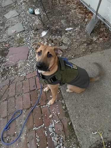 Customer photo review of 10-In-1 Tactical K9 Harness System - Full Set Dog Harness Bundle (Includes: Tactical No-Pull Dog Harness + Bungee Leash + Collar + MOLLE Pouches + First Aid Kit + 12 Hook & Loop Patches + Dog Goggles + Safety Belt + Travel Water Bowl + Dog Waste Bags)