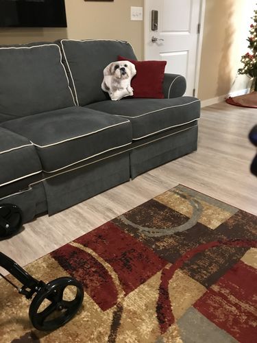 Customer photo review of Create A Custom Dog Pillow