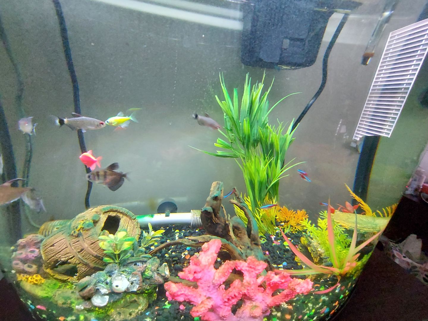 Customer photo review of Tidal Power Filters From Seachem/Sicce