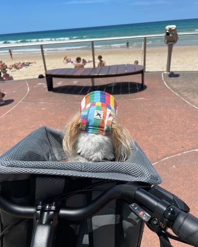 Customer photo review of All In One Pet Carrier Bag | Dog Bike Basket | Backpack for Dogs & Cats | Car Booster Seat