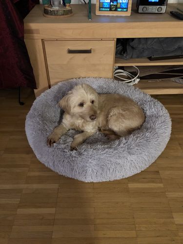Customer photo review of Puppery Hundebett Wolke 7 - Das Original