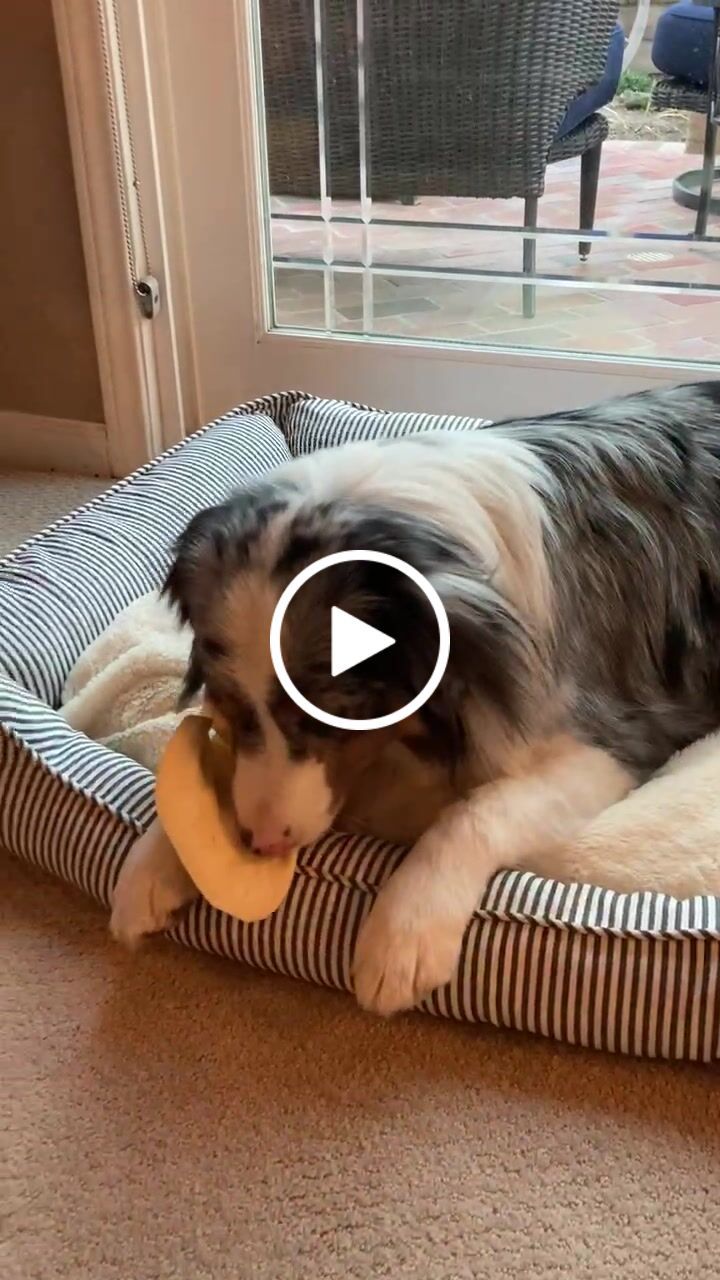 Customer video review of Cow Ears For Dogs