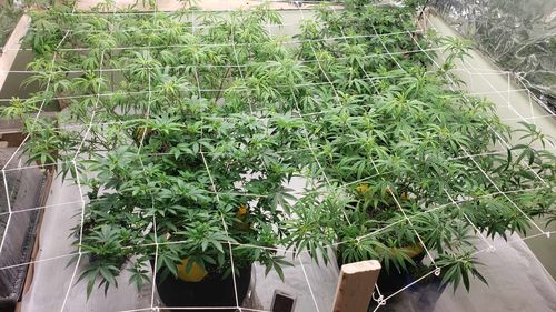 undefined review of Gaia Green Organic All Purpose Fertilizer 4-4-4 image 1 out of 1