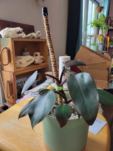 Customer photo of The Original Bendable Coir Pole™ - Best Seller (Tape Included) from Ashley M.