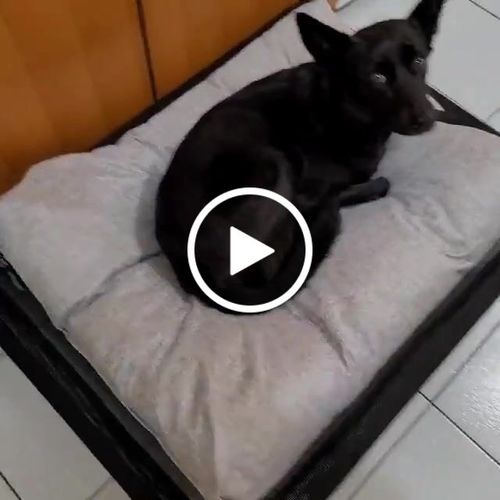 Customer video review of DOGSONG 北歐風平面寵物睡墊