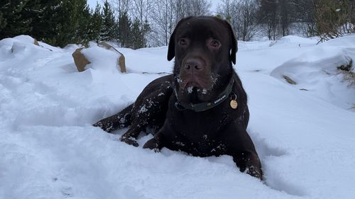 Customer photo review of Keepaws™ Tactical AirTag Collar