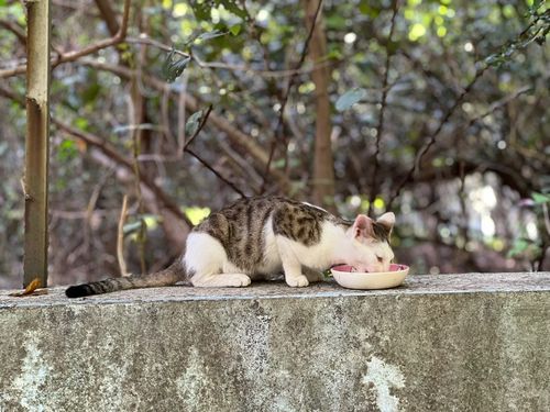 Customer photo review of Dogcatstar 汪喵星球 汪喵無膠點心罐 (80g /160g)