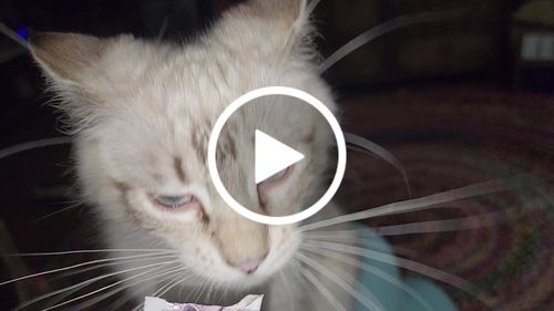 Customer video review of 6x Packs (24 Tubes) Variety Mousse Bundle