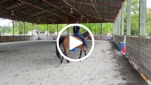 Customer video review of OptiWize Collagen +Plus Equine 8lbs