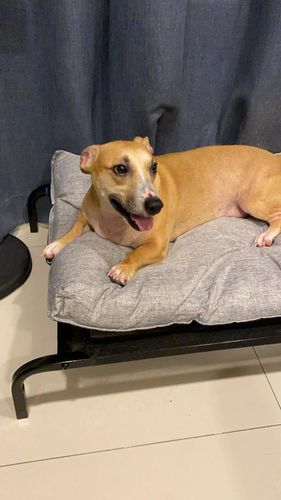 Customer photo review of DOGSONG 北歐風平面寵物睡墊