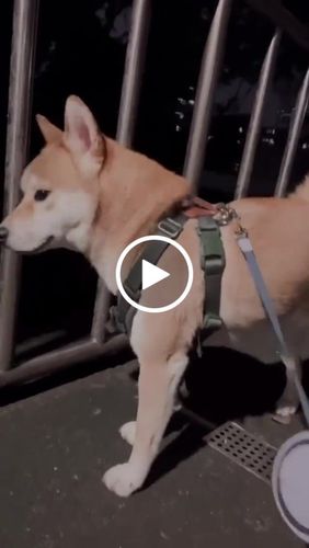 Customer video review of SPUTNIK EXPLORE 寵物牽繩