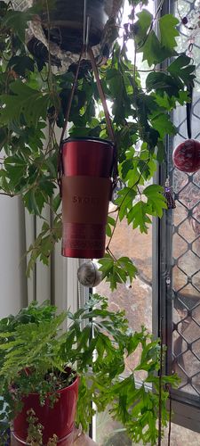 Customer photo review of The STTRAP: Kerrie Brown