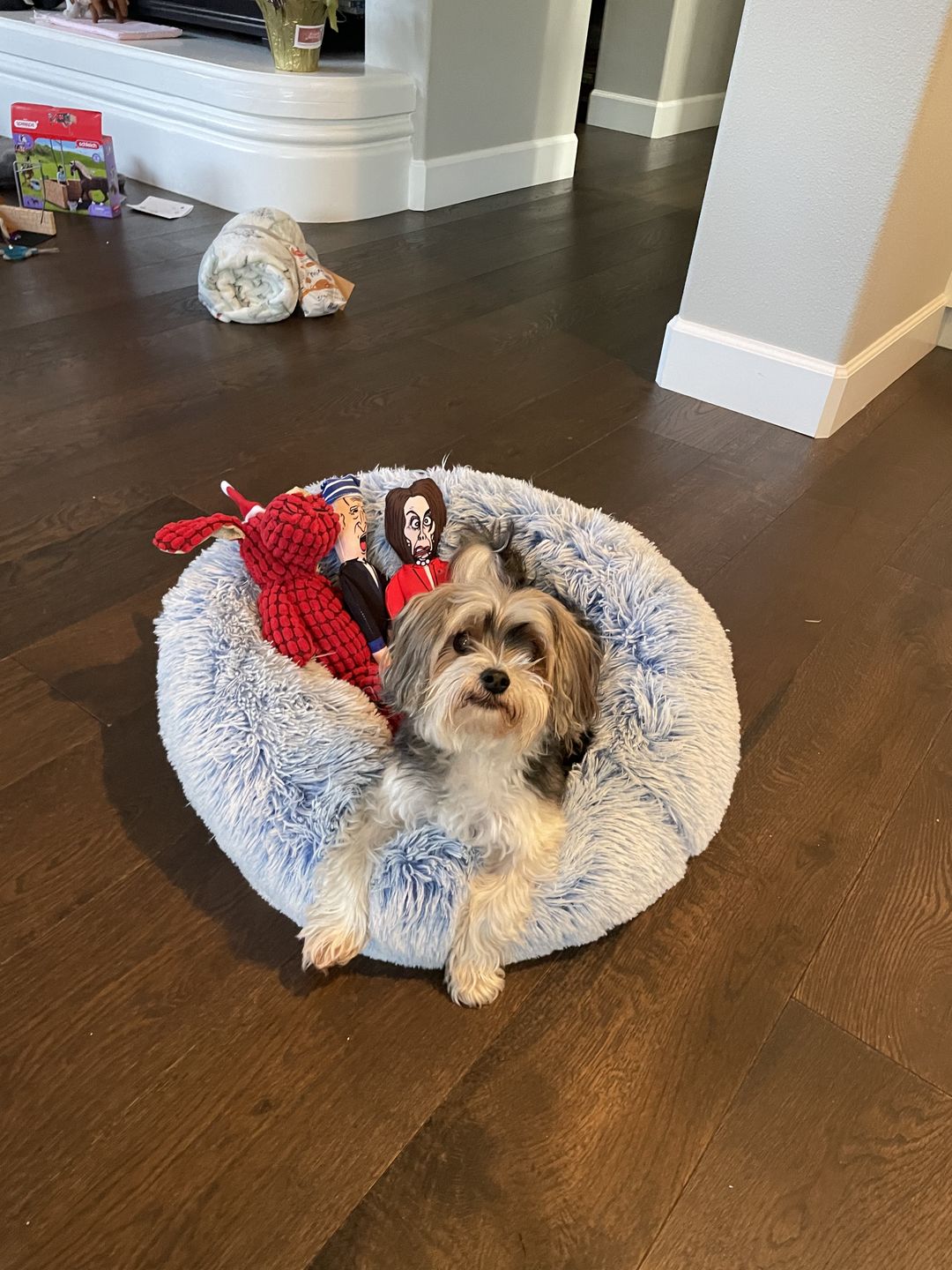 Customer photo review of Joe Biden Kamala Harris & Nancy Pelosi Starter Pack Tough Plush Dog Chew Toys with Squeakers - Official Republican Dogs