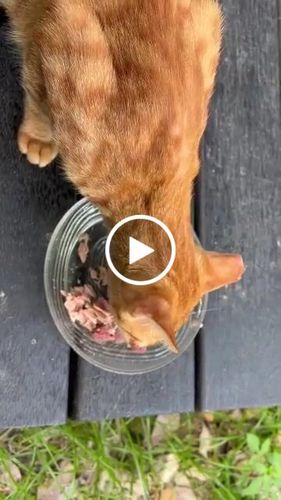 Customer video review of Dogcatstar 汪喵星球 汪喵無膠點心罐 (80g /160g)