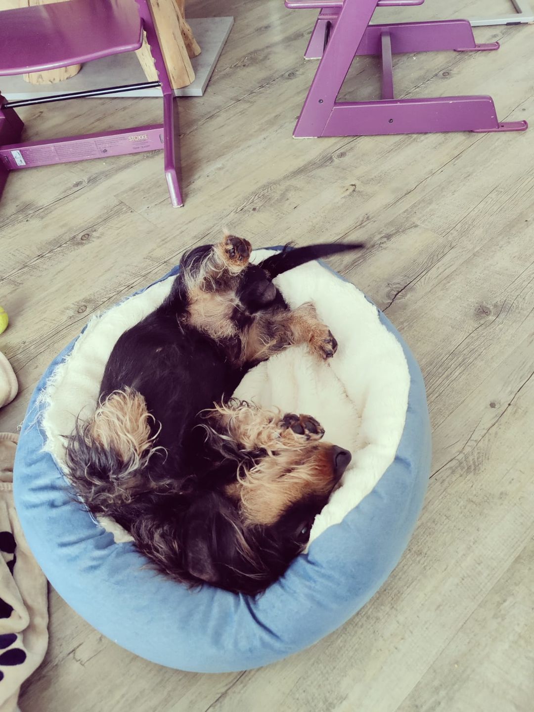 Customer photo review of *Neu*Emmalove - Kuschelhöhle für Hunde