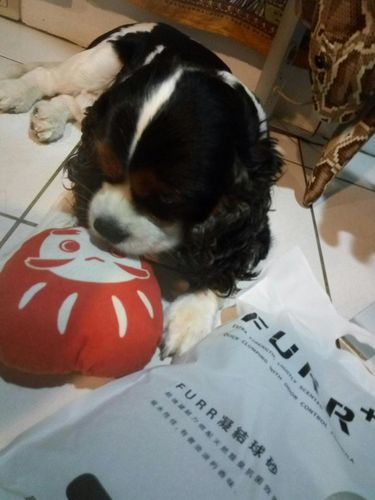 Customer photo review of [5包以上免運] FURR+ 除臭抗菌凝結球砂 - 花香