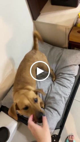 Customer video review of DOGSONG 北歐風平面寵物睡墊