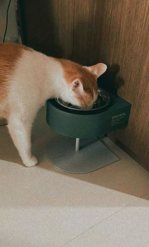 Customer photo review of SPUTNIK NON-ANTS Bowl 增高寵物防蟻碗