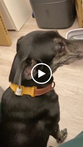 Customer video review of SPUTNIK EXPLORE 狗狗頸圈