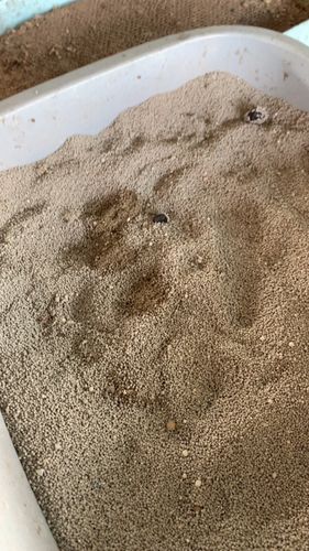 Customer photo review of [5包以上免運] FURR+ 除臭抗菌凝結球砂 - 花香