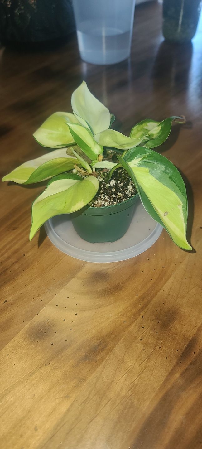 Customer photo review of 3" Philodendron hederaceum 'Gabby' - single stem - PRE ORDER