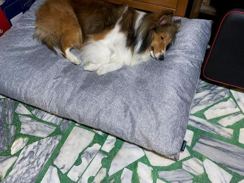 Customer photo review of DOGSONG 北歐風平面寵物睡墊