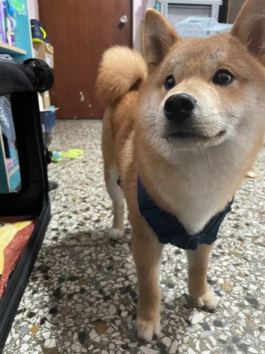 Customer photo review of SPUTNIK EXPLORE 狗狗胸背帶