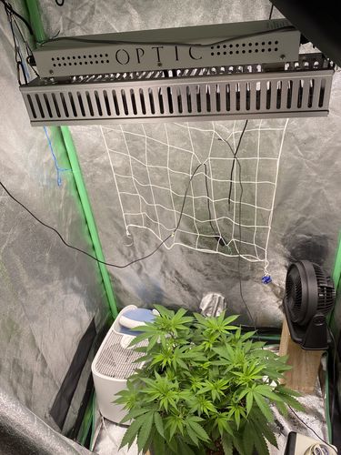Customer photo review of (SOLD OUT) GMax 300 Dimmable LED Grow Light (LH351H V2) UV/IR